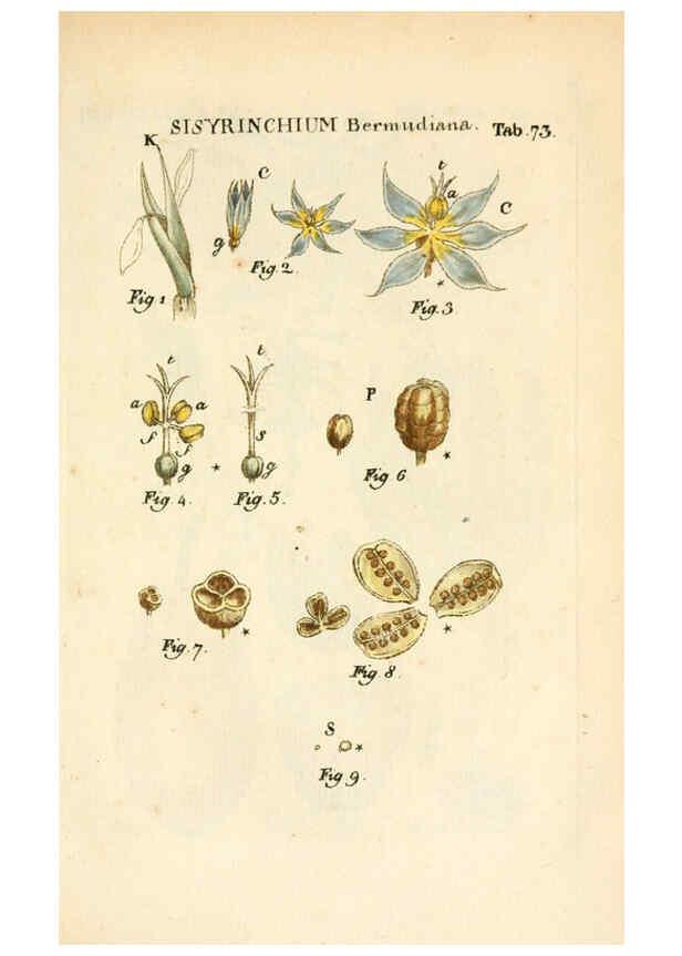Reproducción/Reproduction 6059668176: Illustratio systematis sexualis Linnaeani Francofurti ad Moenum,Varrentrapp et Wenner,1789
