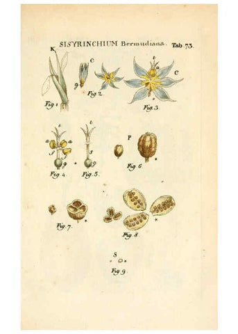 Reproducción/Reproduction 6059668176: Illustratio systematis sexualis Linnaeani Francofurti ad Moenum,Varrentrapp et Wenner,1789