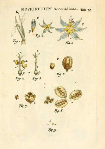 Reproducción/Reproduction 6059668176: Illustratio systematis sexualis Linnaeani Francofurti ad Moenum,Varrentrapp et Wenner,1789