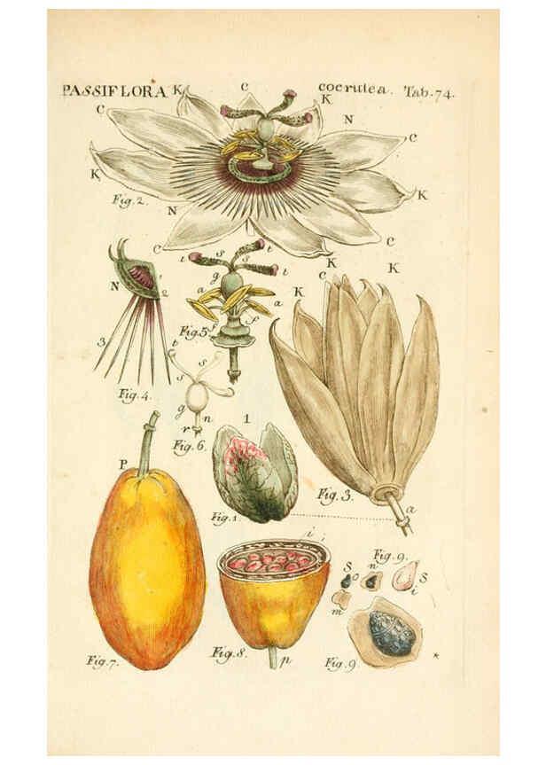 Reproducción/Reproduction 6059668378: Illustratio systematis sexualis Linnaeani Francofurti ad Moenum,Varrentrapp et Wenner,1789