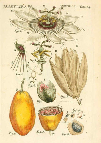 Reproducción/Reproduction 6059668378: Illustratio systematis sexualis Linnaeani Francofurti ad Moenum,Varrentrapp et Wenner,1789