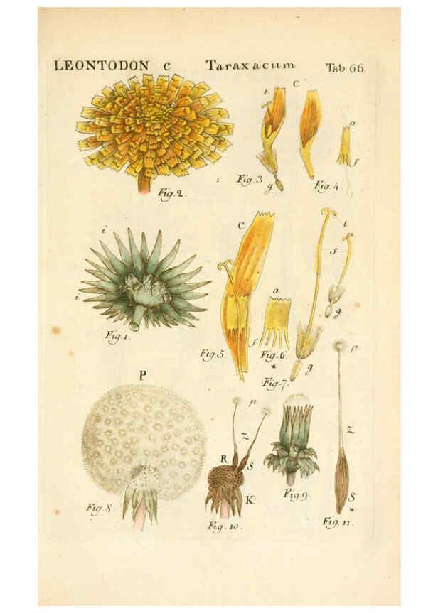 Reproducción/Reproduction 6059666824: Illustratio systematis sexualis Linnaeani Francofurti ad Moenum,Varrentrapp et Wenner,1789