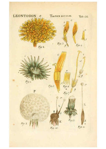 Reproducción/Reproduction 6059666824: Illustratio systematis sexualis Linnaeani Francofurti ad Moenum,Varrentrapp et Wenner,1789