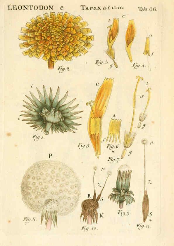 Reproducción/Reproduction 6059666824: Illustratio systematis sexualis Linnaeani Francofurti ad Moenum,Varrentrapp et Wenner,1789