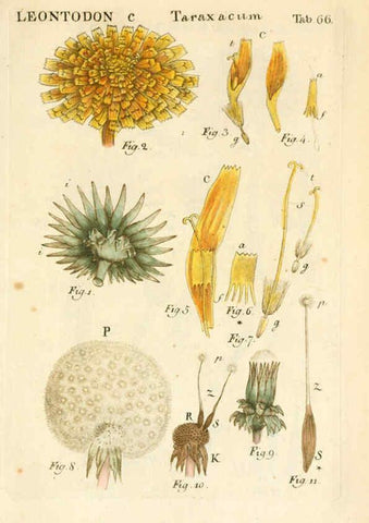 Reproducción/Reproduction 6059666824: Illustratio systematis sexualis Linnaeani Francofurti ad Moenum,Varrentrapp et Wenner,1789