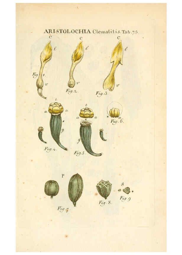 Reproducción/Reproduction 6059668566: Illustratio systematis sexualis Linnaeani Francofurti ad Moenum,Varrentrapp et Wenner,1789