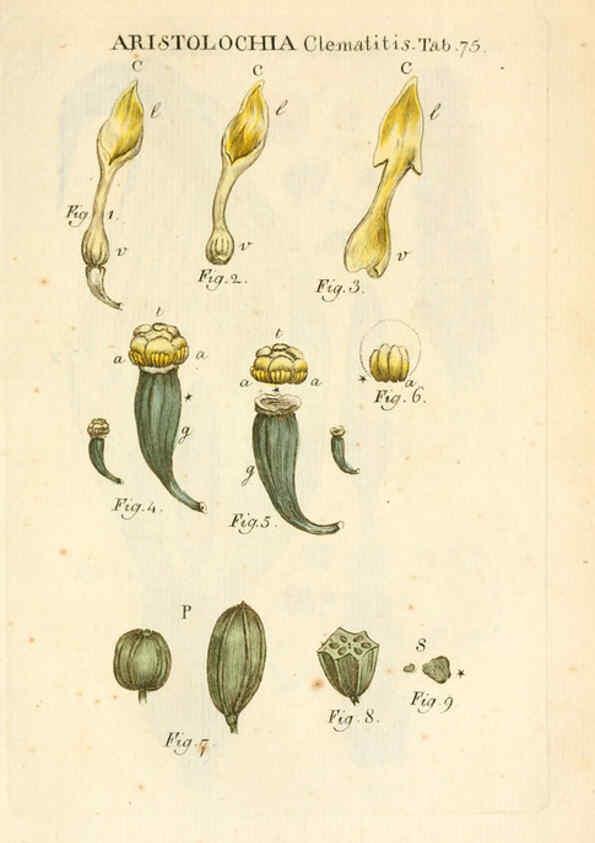 Reproducción/Reproduction 6059668566: Illustratio systematis sexualis Linnaeani Francofurti ad Moenum,Varrentrapp et Wenner,1789