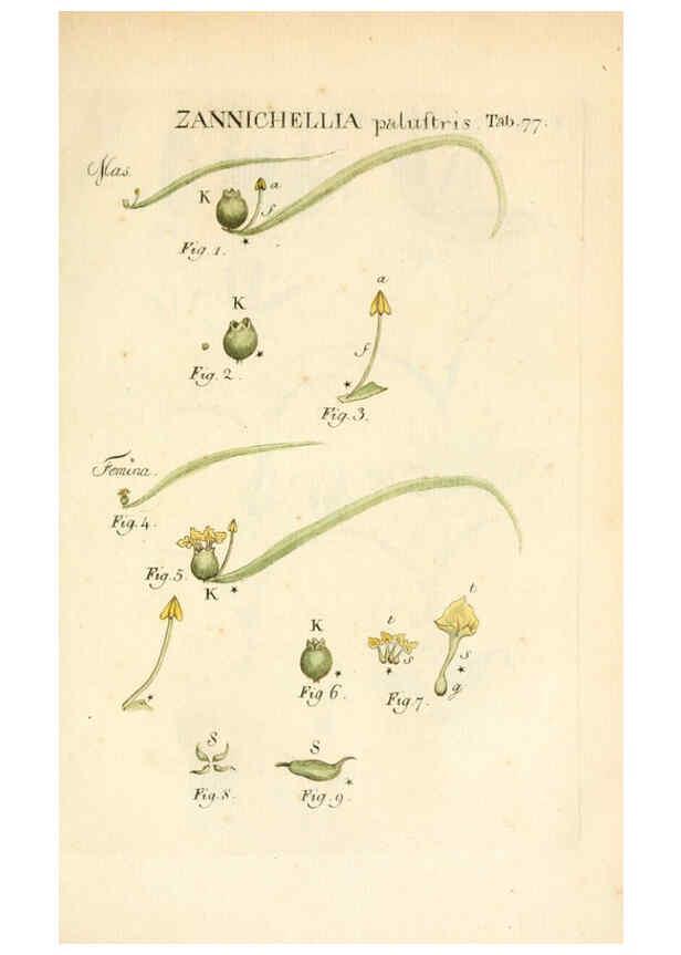Reproducción/Reproduction 6059668972: Illustratio systematis sexualis Linnaeani Francofurti ad Moenum,Varrentrapp et Wenner,1789