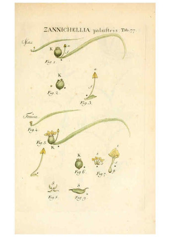 Reproducción/Reproduction 6059668972: Illustratio systematis sexualis Linnaeani Francofurti ad Moenum,Varrentrapp et Wenner,1789