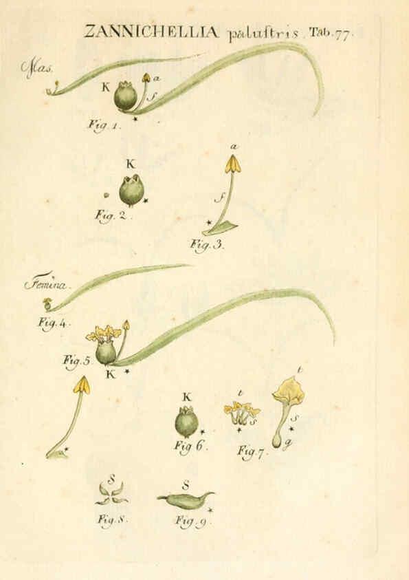 Reproducción/Reproduction 6059668972: Illustratio systematis sexualis Linnaeani Francofurti ad Moenum,Varrentrapp et Wenner,1789