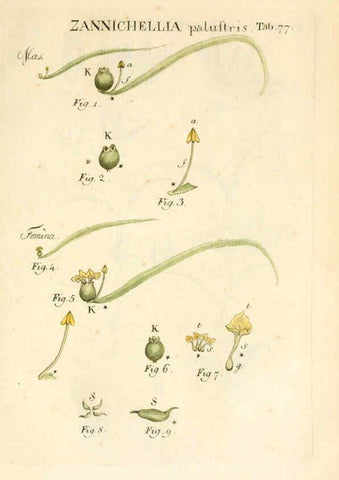 Reproducción/Reproduction 6059668972: Illustratio systematis sexualis Linnaeani Francofurti ad Moenum,Varrentrapp et Wenner,1789