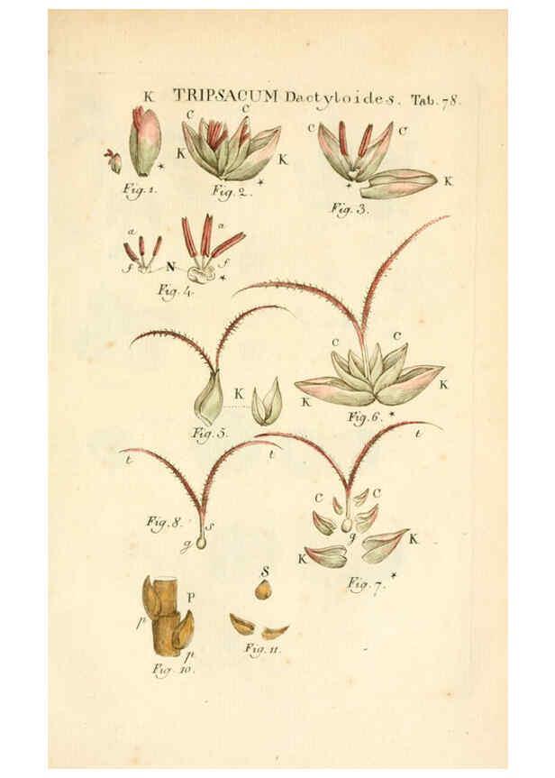 Reproducción/Reproduction 6059669156: Illustratio systematis sexualis Linnaeani Francofurti ad Moenum,Varrentrapp et Wenner,1789