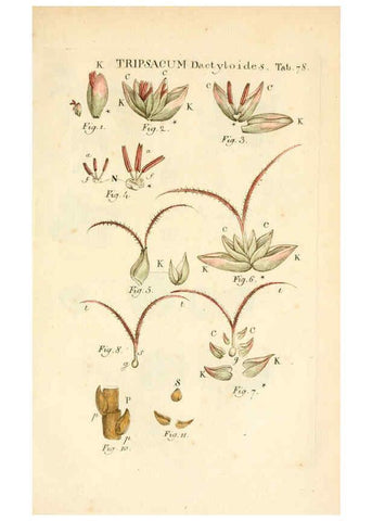 Reproducción/Reproduction 6059669156: Illustratio systematis sexualis Linnaeani Francofurti ad Moenum,Varrentrapp et Wenner,1789