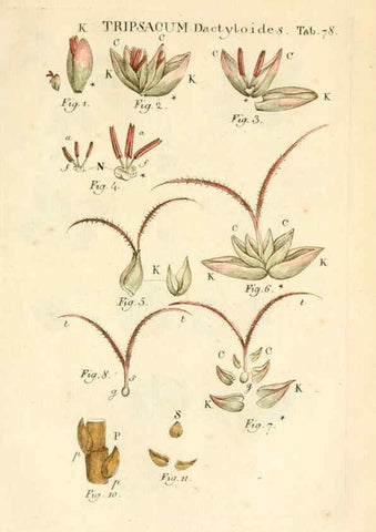 Reproducción/Reproduction 6059669156: Illustratio systematis sexualis Linnaeani Francofurti ad Moenum,Varrentrapp et Wenner,1789