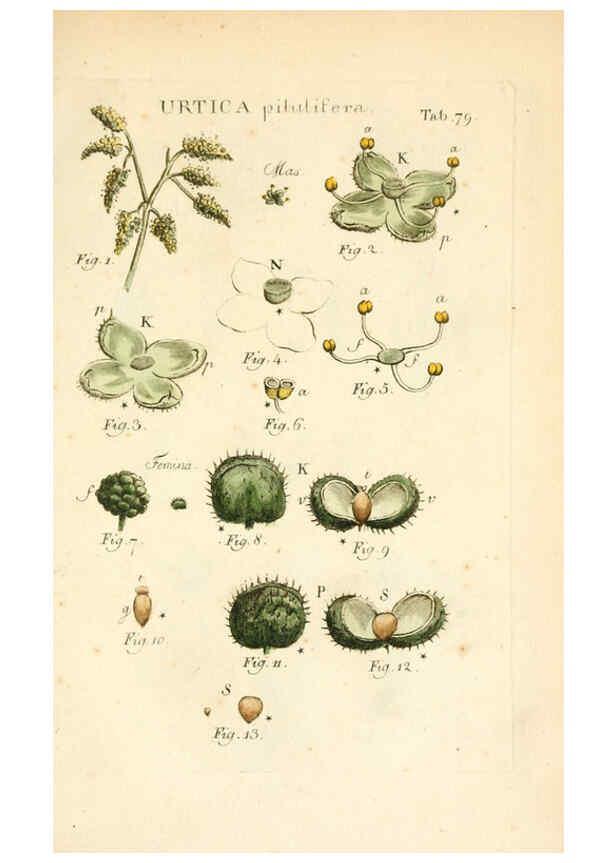 Reproducción/Reproduction 6059121769: Illustratio systematis sexualis Linnaeani Francofurti ad Moenum,Varrentrapp et Wenner,1789