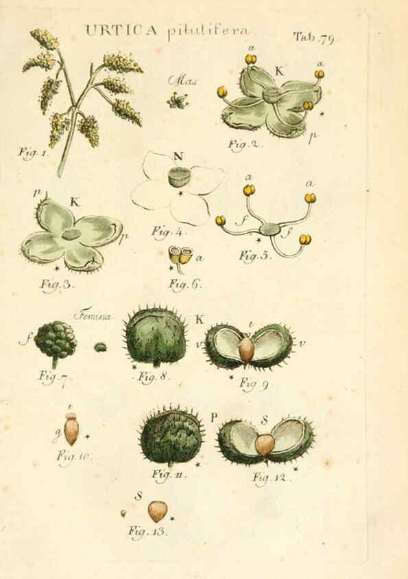 Reproducción/Reproduction 6059121769: Illustratio systematis sexualis Linnaeani Francofurti ad Moenum,Varrentrapp et Wenner,1789