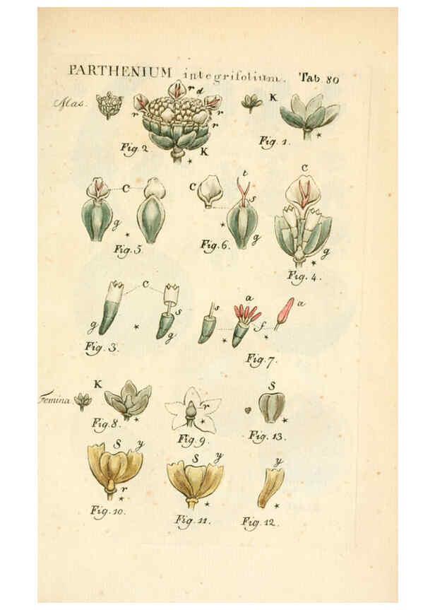 Reproducción/Reproduction 6059121965: Illustratio systematis sexualis Linnaeani Francofurti ad Moenum,Varrentrapp et Wenner,1789