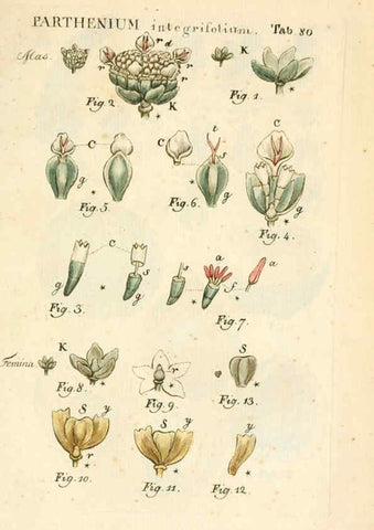 Reproducción/Reproduction 6059121965: Illustratio systematis sexualis Linnaeani Francofurti ad Moenum,Varrentrapp et Wenner,1789