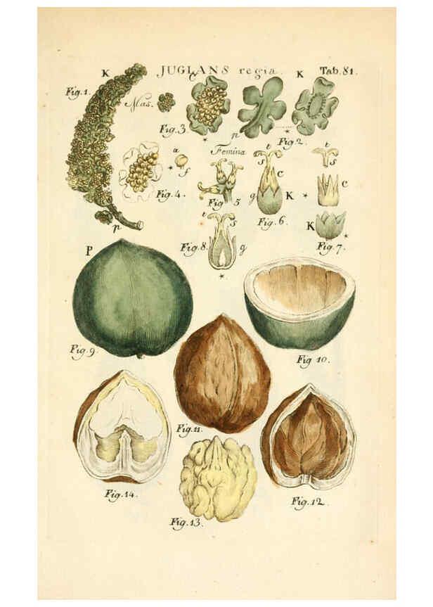 Reproducción/Reproduction 6059122231: Illustratio systematis sexualis Linnaeani Francofurti ad Moenum,Varrentrapp et Wenner,1789