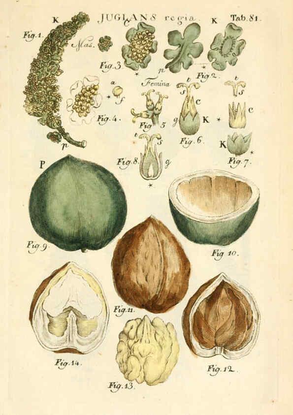 Reproducción/Reproduction 6059122231: Illustratio systematis sexualis Linnaeani Francofurti ad Moenum,Varrentrapp et Wenner,1789