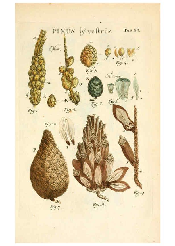 Reproducción/Reproduction 6059122493: Illustratio systematis sexualis Linnaeani Francofurti ad Moenum,Varrentrapp et Wenner,1789