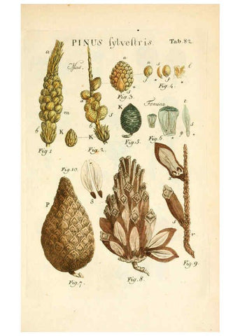 Reproducción/Reproduction 6059122493: Illustratio systematis sexualis Linnaeani Francofurti ad Moenum,Varrentrapp et Wenner,1789