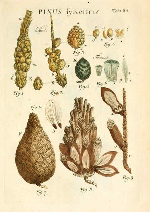Reproducción/Reproduction 6059122493: Illustratio systematis sexualis Linnaeani Francofurti ad Moenum,Varrentrapp et Wenner,1789