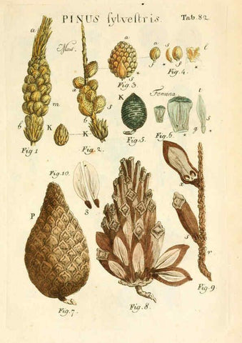 Reproducción/Reproduction 6059122493: Illustratio systematis sexualis Linnaeani Francofurti ad Moenum,Varrentrapp et Wenner,1789