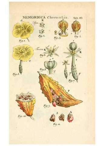 Reproducción/Reproduction 6059670274: Illustratio systematis sexualis Linnaeani Francofurti ad Moenum,Varrentrapp et Wenner,1789