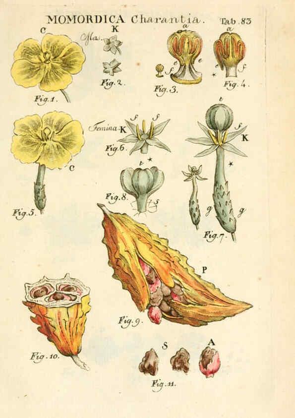 Reproducción/Reproduction 6059670274: Illustratio systematis sexualis Linnaeani Francofurti ad Moenum,Varrentrapp et Wenner,1789