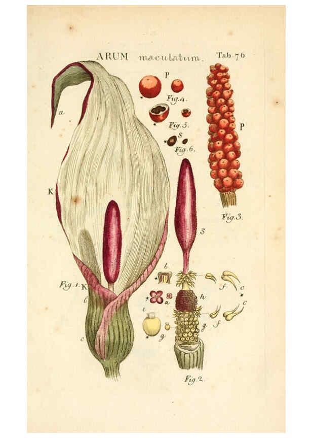 Reproducción/Reproduction 6059668736: Illustratio systematis sexualis Linnaeani Francofurti ad Moenum,Varrentrapp et Wenner,1789