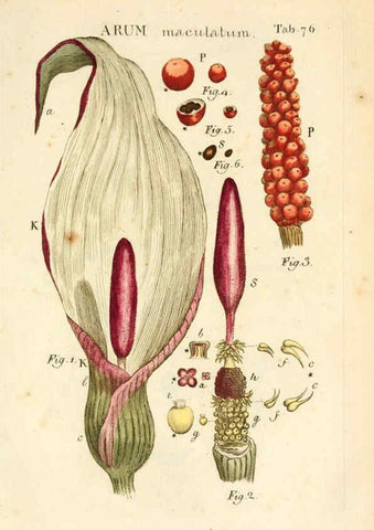 Reproducción/Reproduction 6059668736: Illustratio systematis sexualis Linnaeani Francofurti ad Moenum,Varrentrapp et Wenner,1789