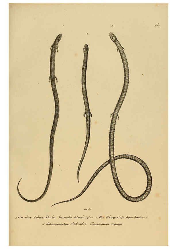 Reproducción/Reproduction 6059226153: Naturgeschichte und Abbildungen der Reptilien Schaffhausen :Aus Brodtmann's lithographischer Kunstanstalt,1833