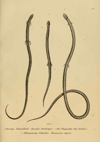 Reproducción/Reproduction 6059226153: Naturgeschichte und Abbildungen der Reptilien Schaffhausen :Aus Brodtmann's lithographischer Kunstanstalt,1833