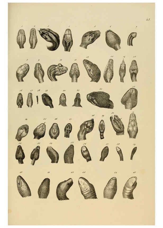 Reproducción/Reproduction 6059773640: Naturgeschichte und Abbildungen der Reptilien Schaffhausen :Aus Brodtmann's lithographischer Kunstanstalt,1833