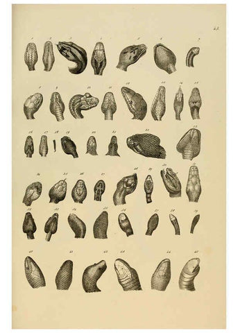 Reproducción/Reproduction 6059773640: Naturgeschichte und Abbildungen der Reptilien Schaffhausen :Aus Brodtmann's lithographischer Kunstanstalt,1833