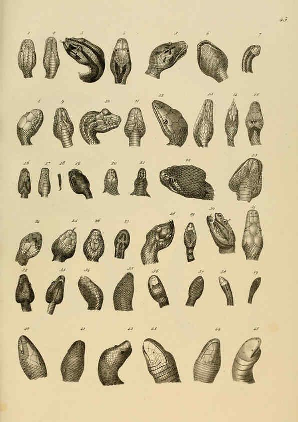 Reproducción/Reproduction 6059773640: Naturgeschichte und Abbildungen der Reptilien Schaffhausen :Aus Brodtmann's lithographischer Kunstanstalt,1833