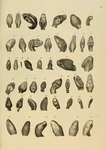 Reproducción/Reproduction 6059773640: Naturgeschichte und Abbildungen der Reptilien Schaffhausen :Aus Brodtmann's lithographischer Kunstanstalt,1833