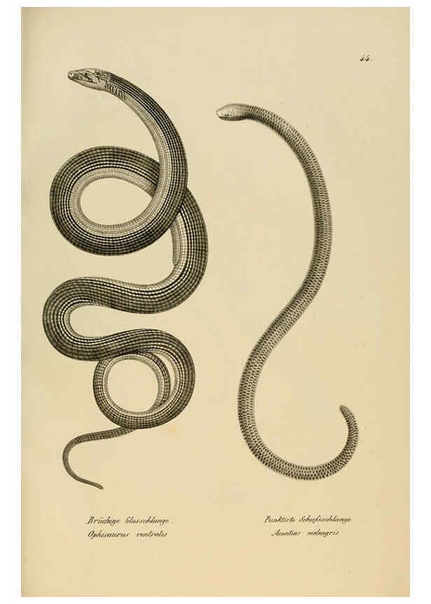 Reproducción/Reproduction 6059226771: Naturgeschichte und Abbildungen der Reptilien Schaffhausen :Aus Brodtmann's lithographischer Kunstanstalt,1833