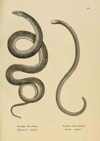 Reproducción/Reproduction 6059226771: Naturgeschichte und Abbildungen der Reptilien Schaffhausen :Aus Brodtmann's lithographischer Kunstanstalt,1833