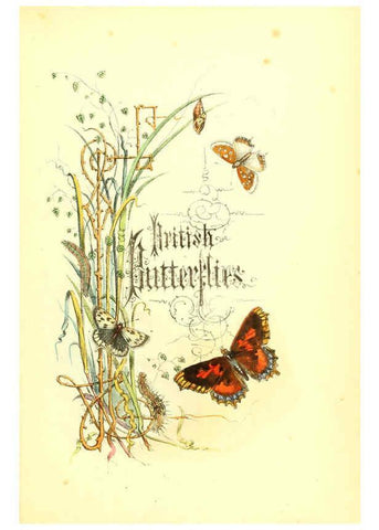 Reproducción/Reproduction 6069020345: The genera and species of British butterflies London :T.J. Allman ...,[1860?] 