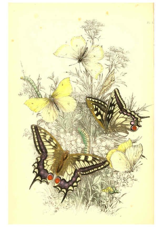Reproducción/Reproduction 6069020903: The genera and species of British butterflies London :T.J. Allman ...,[1860?] 