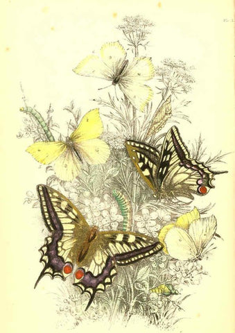 Reproducción/Reproduction 6069020903: The genera and species of British butterflies London :T.J. Allman ...,[1860?] 