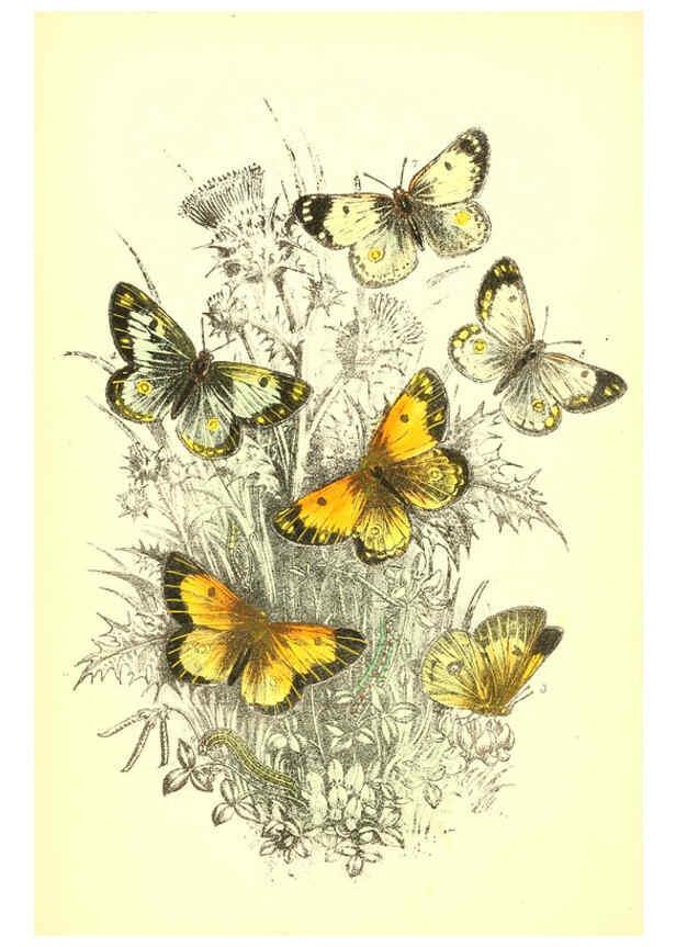 Reproducción/Reproduction 6069568684: The genera and species of British butterflies London :T.J. Allman ...,[1860?] 