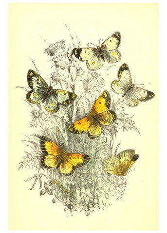 Reproducción/Reproduction 6069568684: The genera and species of British butterflies London :T.J. Allman ...,[1860?] 