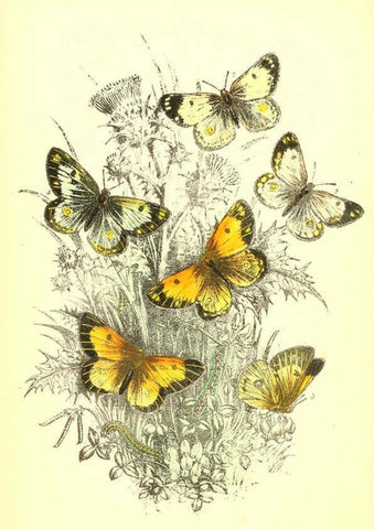 Reproducción/Reproduction 6069568684: The genera and species of British butterflies London :T.J. Allman ...,[1860?] 