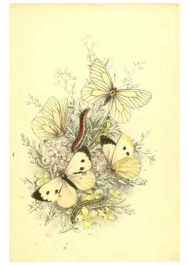 Reproducción/Reproduction 6069568924: The genera and species of British butterflies London :T.J. Allman ...,[1860?] 