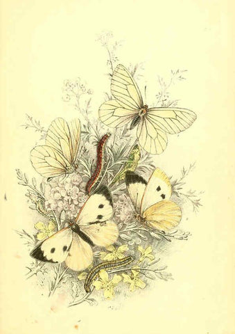 Reproducción/Reproduction 6069568924: The genera and species of British butterflies London :T.J. Allman ...,[1860?] 