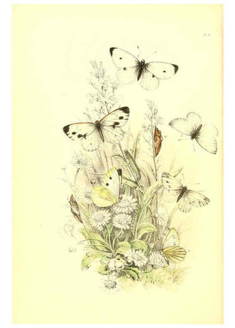 Reproducción/Reproduction 6069569270: The genera and species of British butterflies London :T.J. Allman ...,[1860?] 
