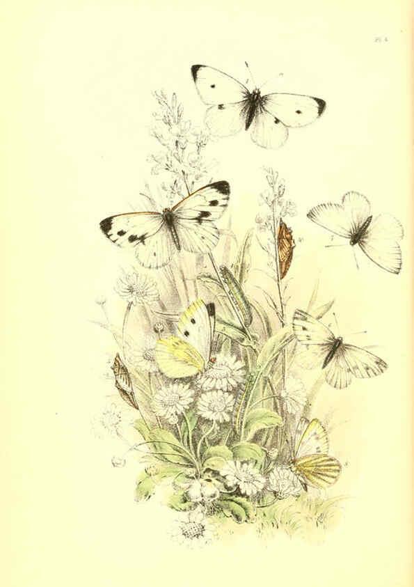 Reproducción/Reproduction 6069569270: The genera and species of British butterflies London :T.J. Allman ...,[1860?] 